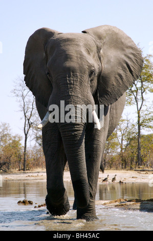 Bush africain elephant (Loxodonta africana) de front au point d'eau. Banque D'Images
