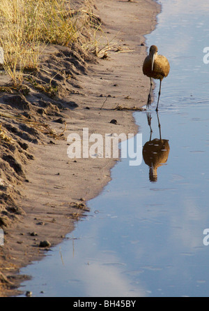 Hammerkop (scopus umbretta) walking in Watering Hole reflète dans l'eau. Banque D'Images