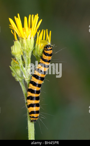 Le cinabre (Tyria jacobaeae) larve se nourrissant de séneçon jacobée. Banque D'Images