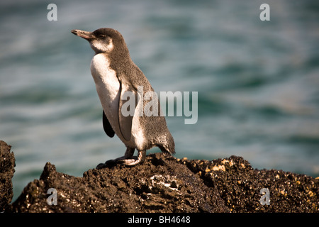 Spheniscus mendiculus manchot des Galapagos le troisième plus petit de pingouins Santiago James Island Îles Galapagos Équateur Banque D'Images