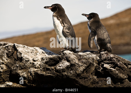 Spheniscus mendiculus manchot des Galapagos est le troisième plus petit de pingouins Santiago James Island Îles Galapagos Équateur Banque D'Images