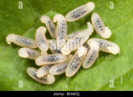 Ant le jardin noir (Lasius niger). Larves sur la végétation en décomposition dans le compost bin dans le jardin. Banque D'Images