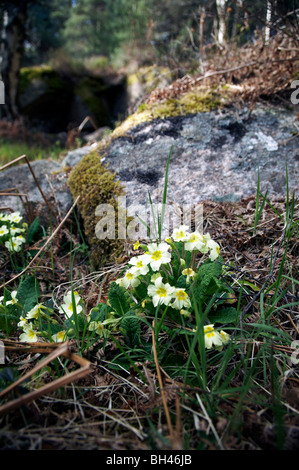 Primrose sauvages à la graver O' TVA,Muir de Dinnet. Banque D'Images