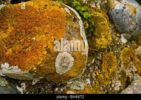 Variété de lichen (Xanthoria parietina) sur les ruines de Leiston, Suffolk. Banque D'Images