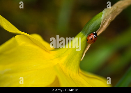 Coccinelle (Coccinella 7-punctata) sur la jonquille (Narcissus pseudonarcissus sauvage) au printemps. Banque D'Images
