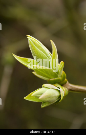 Lilas (Syringa vulgaris) bourgeons de rupture au printemps. Banque D'Images