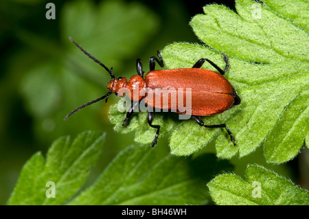 (Pyrochroa serraticornis Cardinal beetle). Sur feuille dans les bois. Banque D'Images