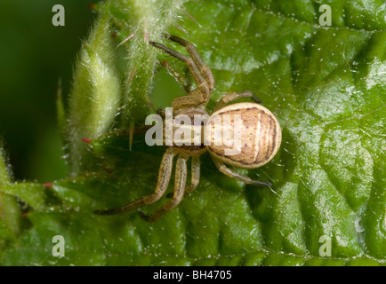 Araignée Crabe commun (Xysticus cristatus). Dans l'attente de proie sur feuilles au total. Banque D'Images
