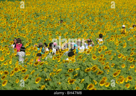 Les champs de tournesols colorés près de Saraburi Thaïlande Banque D'Images