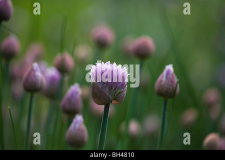 La ciboulette (Allium schoenoprasum) en fleurs au début de l'été. Banque D'Images