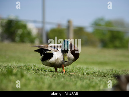 Canard colvert mâle reposant à Bawburgh River au printemps. Banque D'Images
