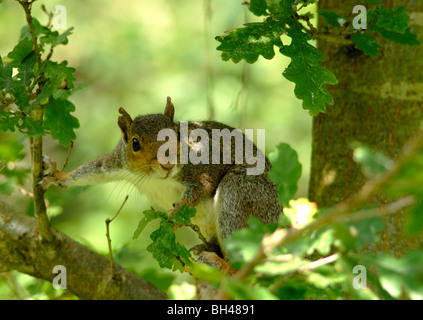 L'écureuil gris (Sciurus carolinensis) dans une ambiance détendue et regarde l'observateur. Banque D'Images