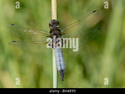 Libellula fulva chaser (rare) au repos sur la tige des mauvaises herbes. Banque D'Images