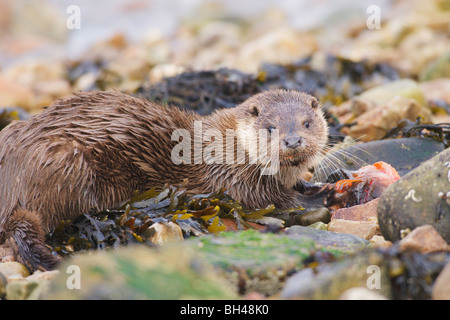 Loutre d'Europe (Lutra lutra) sur une côte rocheuse avec des poissons proies. Banque D'Images