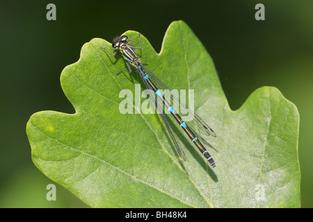 Demoiselle Coenagrion pulchellum (variable) femmes au repos sur une feuille de chêne. Banque D'Images