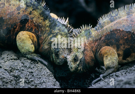 Iguanes marins (Amblyrhynchus cristatus mertensi) lutte contre les hommes. Banque D'Images