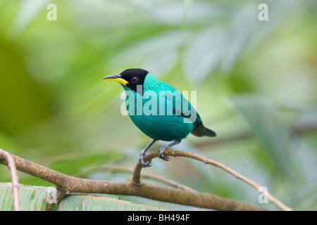 Green honeycreeper (Chlorophanes spiza) mâle perché sur une branche. Banque D'Images