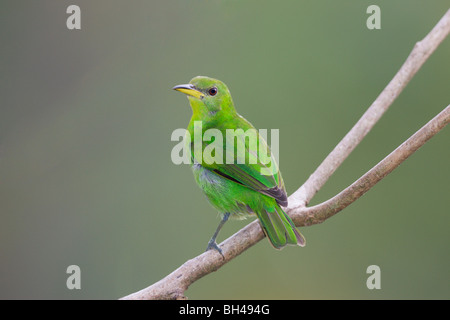 Green honeycreeper (Chlorophanes spiza) femmes perché sur une branche. Banque D'Images