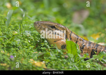 Lézard tégu (Tupinambis ou Lacerta teguxin) tête close-up profil. Banque D'Images