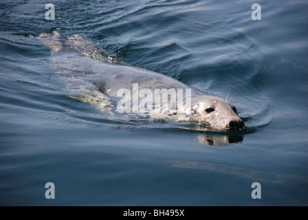 Curieux de phoques gris (Halichoerus grypus) Nager dans l'océan. Banque D'Images