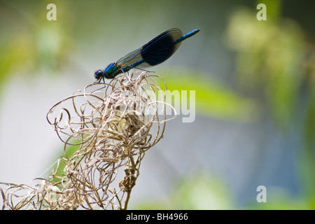 Demoiselle (Calopteryx splendens bagués) libellule (Zygoptera) sur la Blackwater et Chelmer Canal. Banque D'Images