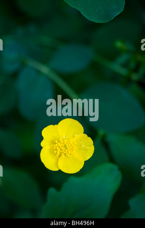 La renoncule rampante (Ranunculus repens) au printemps. Banque D'Images