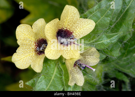 La jusquiame noire (Hyoscyamus niger)route point deadly poison toxique 'Devil's-eye". Banque D'Images