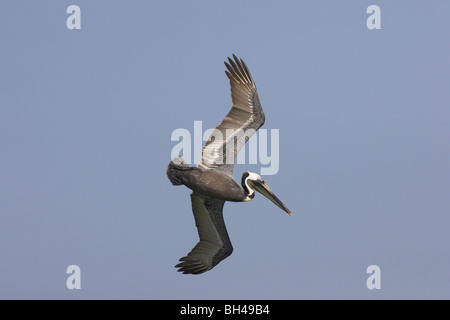 Pélican brun (Pelecanus occidentalis) plongée sous-marine pour l'alimentation au Fort de Soto. Banque D'Images