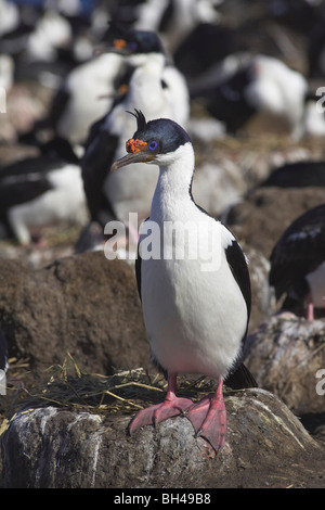 (Phalacrocorax atriceps shag impériale) au site de nidification sur l'île de la carcasse. Banque D'Images