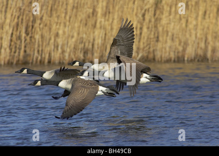 Les bernaches du Canada (Branta canadensis) qui décolle de Pensthorpe. Banque D'Images