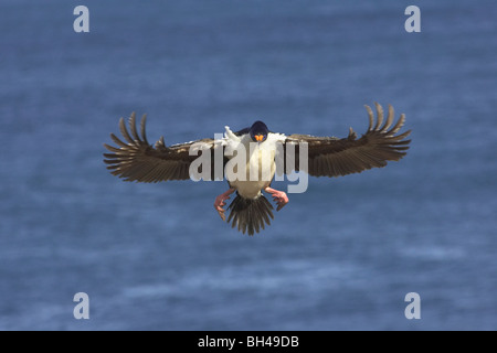 Shag Phalacrocorax atriceps (impériale) en vol à l'île plus sombre. Banque D'Images