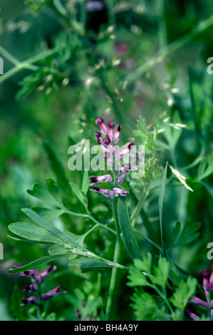 La fumée de la terre (Fumaria officinalis). Banque D'Images