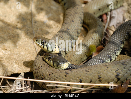Des couleuvres (Natrix helvetica) ou serpents annelés d'apprendre à connaître les uns les autres comme ils se trouvent recroquevillé ensemble. Banque D'Images