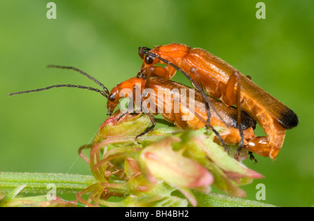 Les coléoptères (Rhagonycha fulva soldat). Les coléoptères de l'accouplement sur les feuilles dans un bois de Norfolk en été. Banque D'Images