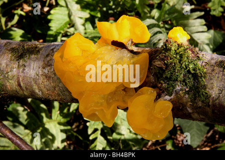 Cerveau jaune champignon (Tremella mesenterica) sur une branche morte. Banque D'Images