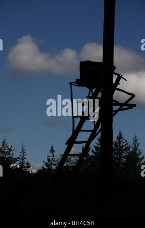 Une observation des oiseaux se cachent dans les arbres silhouetted against a blue sky. Banque D'Images