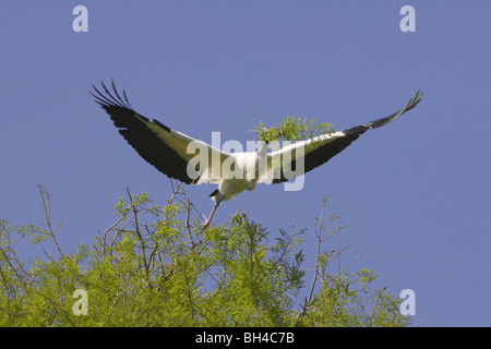 Wood stork (Mycteria americana), décoller avec un arbre de direction à l'hôtel St Augustine Alligator Farm. Banque D'Images