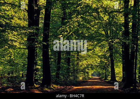 Un sentier de forêt, BEAUMONT-LE-ROGER, EURE (27), NORMANDIE, France Banque D'Images