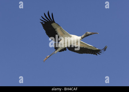 Wood stork (Mycteria americana) en vol au dessus de St Augustine Alligator Farm. Banque D'Images