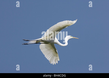 Grande aigrette (Ardea alba) en vol au dessus de St Augustine Alligator Farm. Banque D'Images