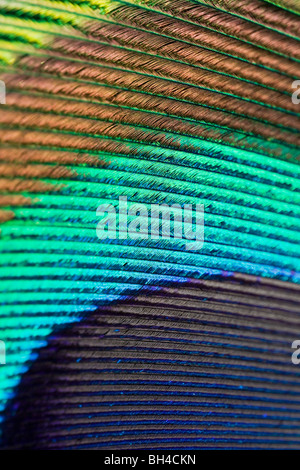 Un arc-en-ciel colorés macro style composition de plume de paon. Banque D'Images