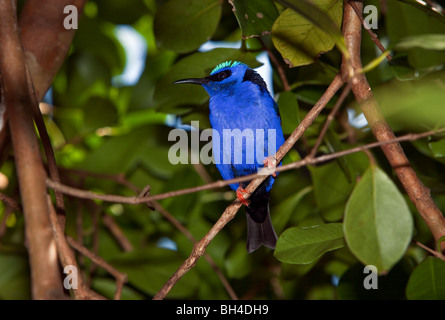 Red-legged Honeycreeper Cyanerpes cyaneus Banque D'Images