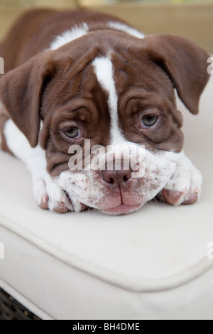 Victorian Bulldog puppy allongé sur un coussin Banque D'Images