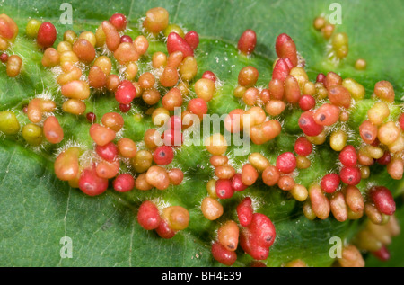 Macro image de sycomore les galles d'acariens attaché à une feuille de platane, provoquée par l'acarien galle (Aculodes cephaloneus). Banque D'Images