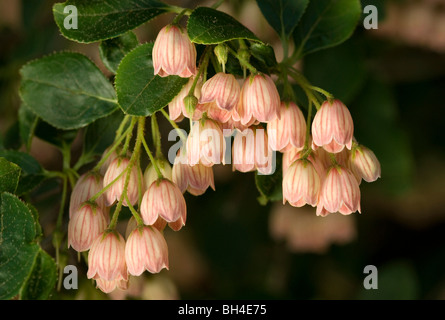 Close-up de forme de cloche (Enkianthus Enkianthus campanulatus) fleurs dans le jardin. Banque D'Images