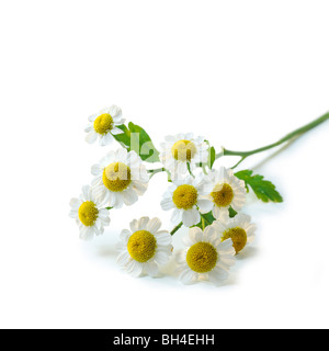 Fleurs de camomille sur un fond blanc Banque D'Images