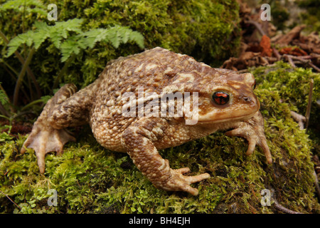 Crapaud commun (Bufo bufo) sur la mousse. Banque D'Images