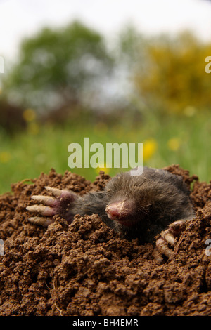 Une taupe sortant de son monticule dans un jardin. Banque D'Images