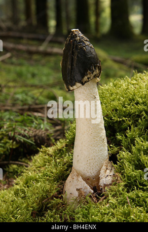 Phalle impudique Phallus impudicus (champignons) croissant dans les bois sur un lit de mousse. Banque D'Images