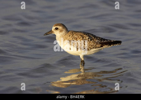 Fou de Nazca (Sula granti) Comité permanent sur les roches à Punta Suarez, l'île de Espanola. Banque D'Images